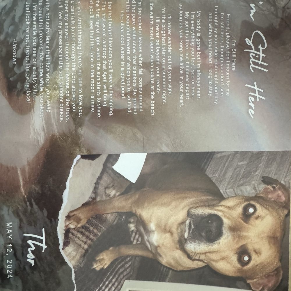 Small Paws Cremations - Pet Cremation Services Near Me - Los Angeles, California Small Paws Cremations - Pet Cremation Services Near Me - Los Angeles, California