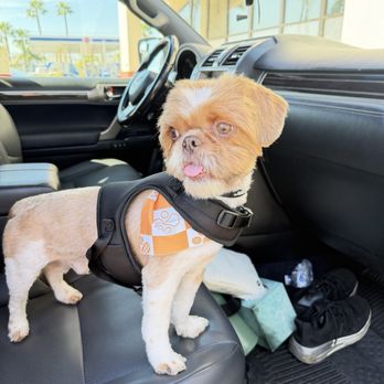 MVP Dog Grooming & Boarding  - Pet Groomers Near Me - Anaheim, California