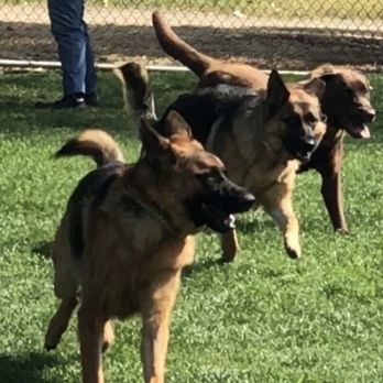 San Dimas Dog Park - Three dogs playing - Dog Parks Near Me - San Dimas, California