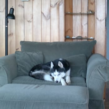See Vue Motel - Laika the siberian in Garden Suite Room - Hotels Near Me - Yachats, Oregon