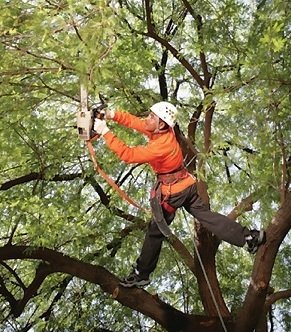 Artistic Trees - tree service in San Antonio, TX
