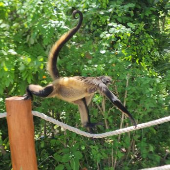 Ocean Riviera Paradise - Monkey on property - Resorts Near Me - Playa del Carmen, ROO Ocean Riviera Paradise - Monkey on property - Resorts Near Me - Playa del Carmen, ROO