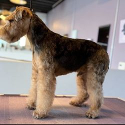 Dogz101 - Finnegan- post groom