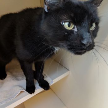 Women's Animal Center - Animal Shelters Near Me - Bensalem, Pennsylvania Women's Animal Center - Animal Shelters Near Me - Bensalem, Pennsylvania