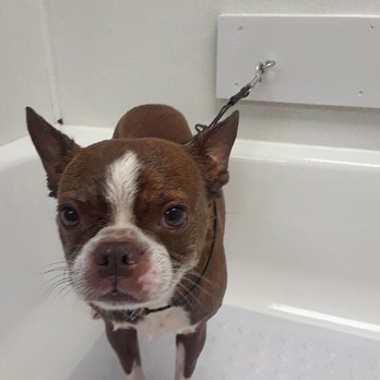 Bubbles N Bows - Juno loves her bath. - Pet Groomers Near Me - Palm Beach Gardens, Florida