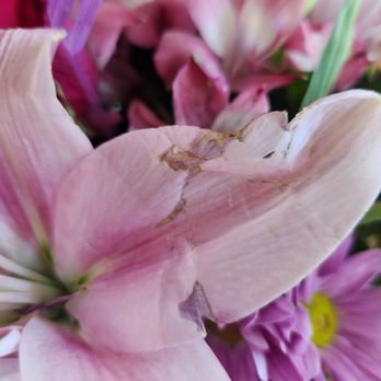 Vegas Flowers - Florists Near Me - Las Vegas, Nevada Vegas Flowers - Florists Near Me - Las Vegas, Nevada