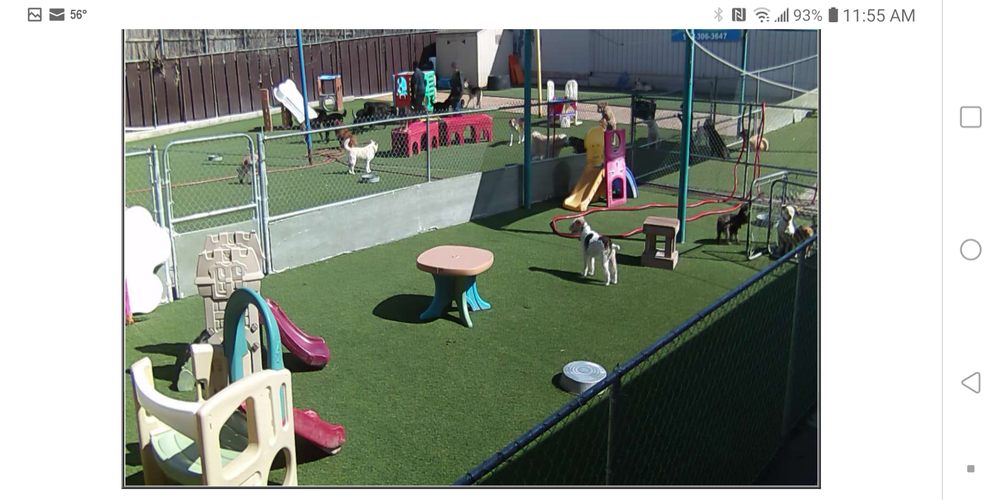 DOGS RULE RESORT 36 Photos & 40 Reviews 2501 Pecan St, Carrollton