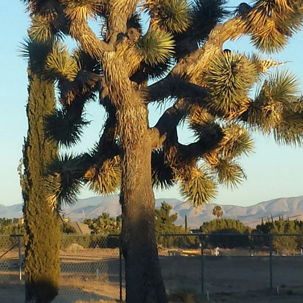 Preferred Window Tinting - Photo taken through the 21-year-old Preferred window tinting. - Home Window Tinting Near Me - Lancaster, California Preferred Window Tinting - Photo taken through the 21-year-old Preferred window tinting. - Home Window Tinting Near Me - Lancaster, California