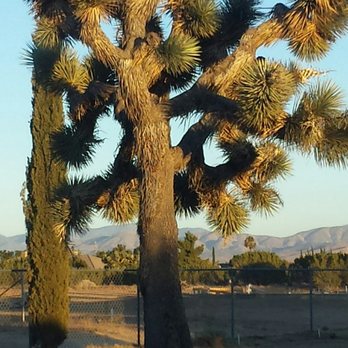 Preferred Window Tinting - Photo taken through the 21-year-old Preferred window tinting. - Home Window Tinting Near Me - Lancaster, California Preferred Window Tinting - Photo taken through the 21-year-old Preferred window tinting. - Home Window Tinting Near Me - Lancaster, California