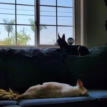 Phoebe's House Dog Boarding - Tuck & Lola - Pet Boarding Near Me - La Habra, California