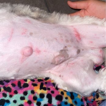 TLC Grooming - Heck no!!!! - Pet Groomers Near Me - Visalia, California