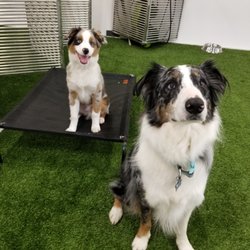 Dog Den