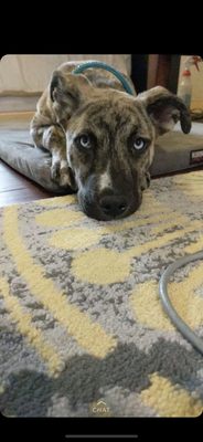 Lifeline Puppy Rescue by null