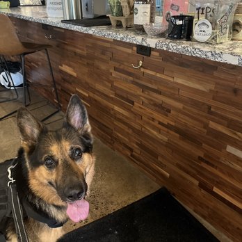 Curioso Coffee Bar - Waiting sooooo patiently for a pup cup! - Coffee Roasteries Near Me - Minneapolis, Minnesota