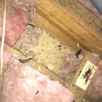 911 Attic Insulation - Traps set by exterminator wasn't doing much - Insulation Installation Near Me 911 Attic Insulation - Traps set by exterminator wasn't doing much - Insulation Installation Near Me