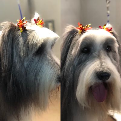 D is for Doggy - Daycare & Grooming by null