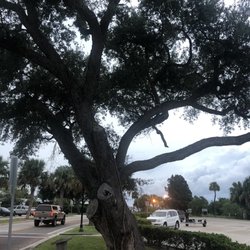 Historic Hardee Oak