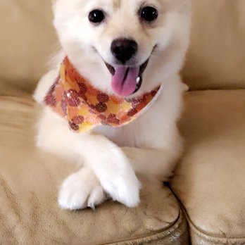 Lokahi Dog Grooming - Pet Groomers Near Me - Honolulu, Hawaii Lokahi Dog Grooming - Pet Groomers Near Me - Honolulu, Hawaii