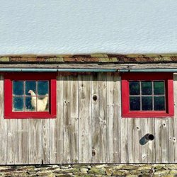 Dorset Union Store - Barn type building with snow on the roof and red window sills and chicken in the window