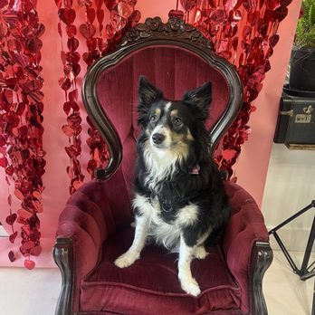 Zoomies Pet Cafe - Gift Shops Near Me - St. Louis, Missouri Zoomies Pet Cafe - Gift Shops Near Me - St. Louis, Missouri