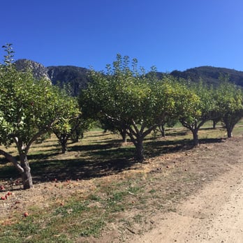 Riley's Farm - Trees on land - Fruits & Veggies Near Me - Oak Glen, California Riley's Farm - Trees on land - Fruits & Veggies Near Me - Oak Glen, California
