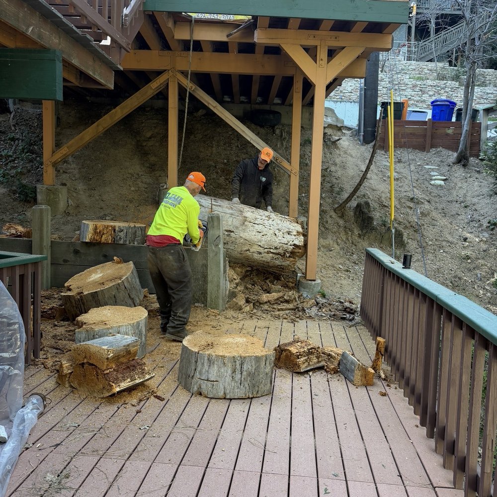 ACL Tree Works - Tree during removal. They were SO expert in their work they avoided damage to my deck as the tree came down. SO grateful!! - Tree Services Near Me - Crestline, California ACL Tree Works - Tree during removal. They were SO expert in their work they avoided damage to my deck as the tree came down. SO grateful!! - Tree Services Near Me - Crestline, California