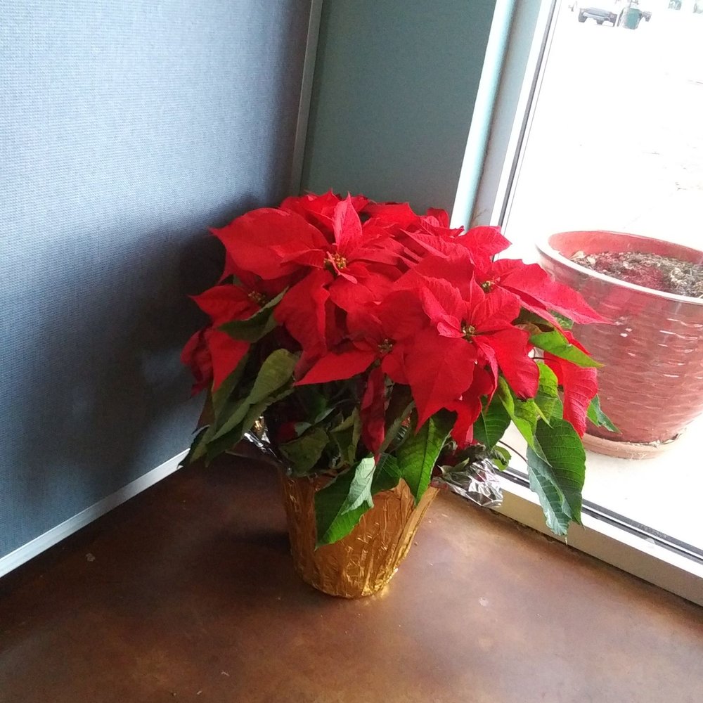 Longmont Physical Therapy - Tis' the season - Physical Therapy Near Me - Longmont, Colorado Longmont Physical Therapy - Tis' the season - Physical Therapy Near Me - Longmont, Colorado