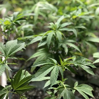 Restoration Hemp - Young plants ready for the field - Vitamins & Supplements Near Me Restoration Hemp - Young plants ready for the field - Vitamins & Supplements Near Me