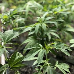 Restoration Hemp - Young plants ready for the field