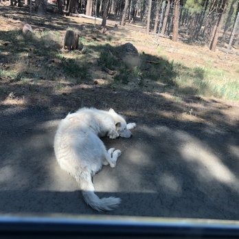 Bearizona - Zoos Near Me - Williams, Arizona Bearizona - Zoos Near Me - Williams, Arizona