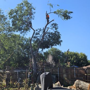 Quality Tree Service - Tree Services Near Me - Denton, Texas
