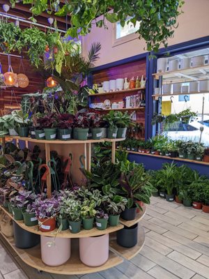 The Mellow Mission by null