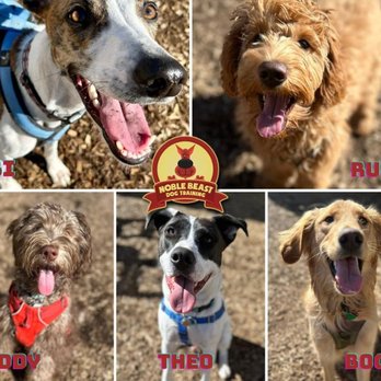 Noble Beast Dog Training - Pet Training Near Me - Denver, Colorado Noble Beast Dog Training - Pet Training Near Me - Denver, Colorado