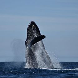 Indigo Adventures - Whale Breaching