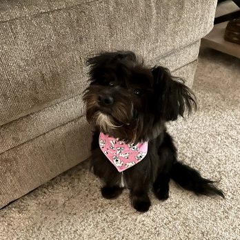 Luckys - After! - Pet Groomers Near Me - Santa Monica, California