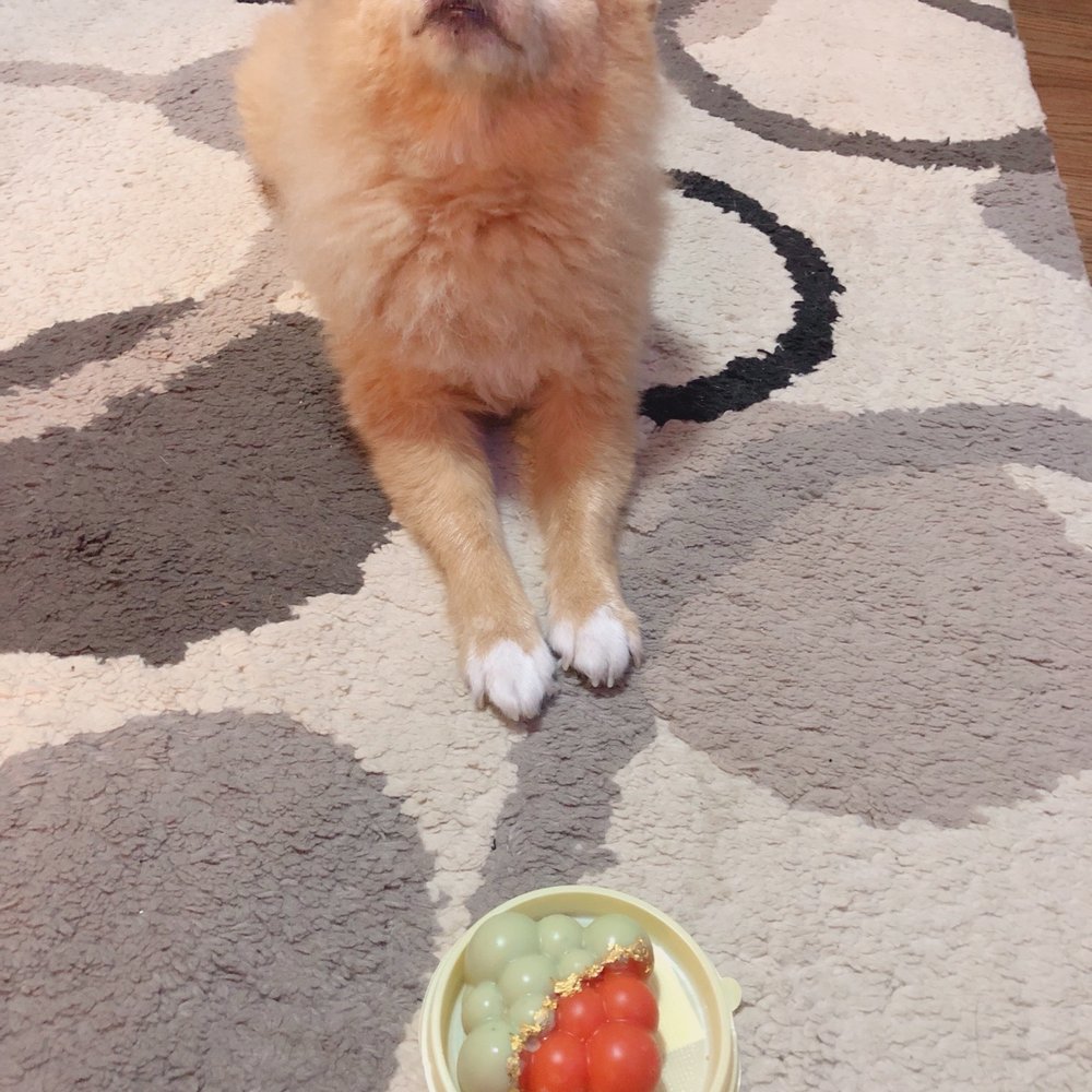Mishka - Goldie is trying really hard to sit still and take this pic before devouring his cake - Pet Stores Near Me - San Francisco, California Mishka - Goldie is trying really hard to sit still and take this pic before devouring his cake - Pet Stores Near Me - San Francisco, California
