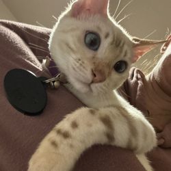 Emerald Hills Animal Hospital - Our baby