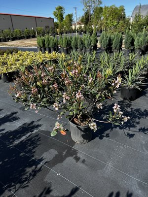 Texas Wholesale Nursery