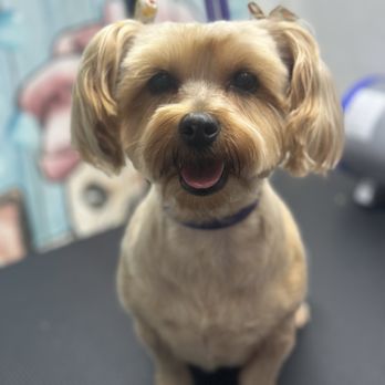 Brooklyns Pawridise - Pet Groomers Near Me Brooklyns Pawridise - Pet Groomers Near Me