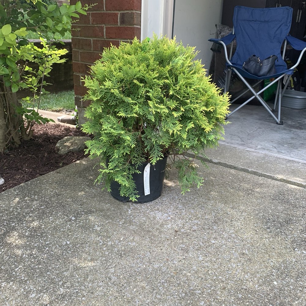 Springhouse Gardens - Golden Globe Arborvitae - Nurseries & Gardening Near Me - Nicholasville, Kentucky