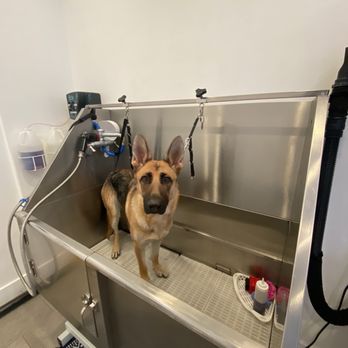 Ruff Haus Grooming - Bathing station - Pet Groomers Near Me - Costa Mesa, California Ruff Haus Grooming - Bathing station - Pet Groomers Near Me - Costa Mesa, California