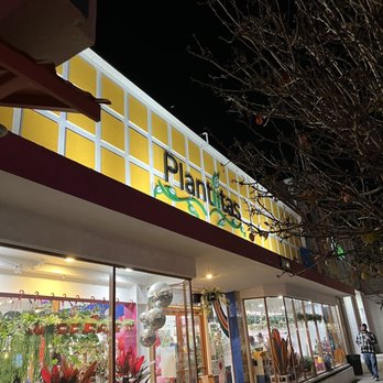 Plantiitas - Home Decor Near Me - Long Beach, California Plantiitas - Home Decor Near Me - Long Beach, California