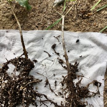 Bosky Dell Natives - Plant 2 weeks later - after reaching out to Owner via phone and emailed photos - not receiving any responses - Nurseries & Gardening Near Me - West Linn, Oregon
