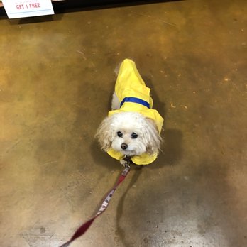Kriser's Natural Pet - Olga at Krisers listening to the entire conversation about what her new food will be. - Pet Stores Near Me - Chicago, Illinois