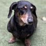 Photo of Heavenly Paws Pet Aquamation