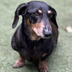 Heavenly Paws Pet Aquamation - Sophie 2009-2025 RIP