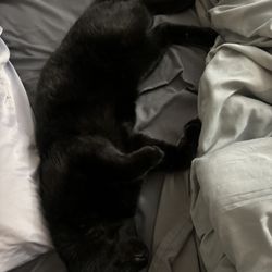 Auburn Valley Humane Society
