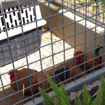 Harbor Animal Services Center - Roosters - Animal Shelters Near Me - San Pedro, California Harbor Animal Services Center - Roosters - Animal Shelters Near Me - San Pedro, California