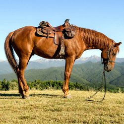 Brookhill Farm - Comanche by Daniel B. McNeill