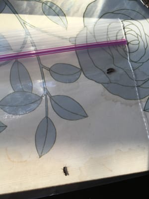 THRASHER TERMITE & PEST CONTROL - Updated August 2024 - 26 Photos & 341